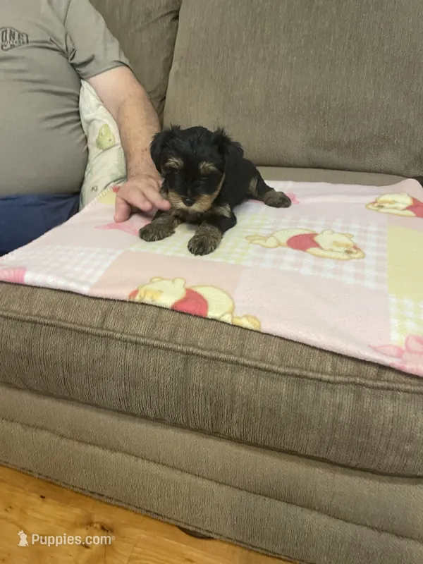Luna – Yorkshire Terrier puppy for sale in Ball Ground, GA