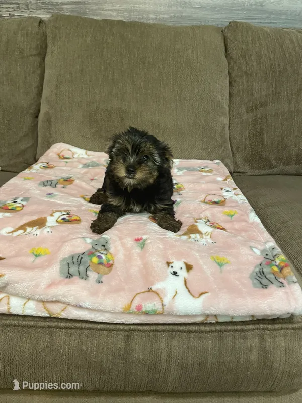 Lily – Yorkshire Terrier puppy for sale in Ball Ground, GA