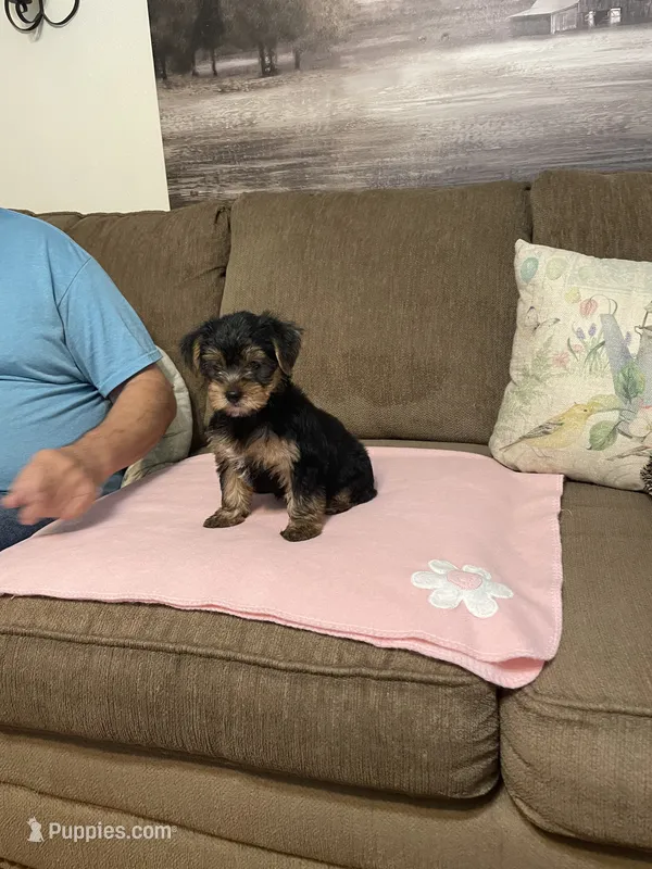 willow – Yorkshire Terrier puppy for sale in Ball Ground, GA