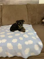 Luca, a male Yorkshire Terrier for sale in Ball Ground, GA – 2 of 5
