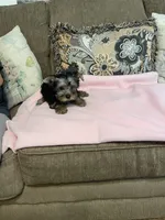 Lilly, a female Yorkshire Terrier for sale in Ball Ground, GA – 6 of 6