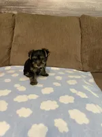 Luca, a male Yorkshire Terrier for sale in Ball Ground, GA – 5 of 5