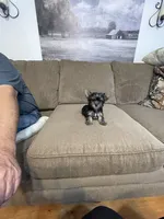 Luca, a male Yorkshire Terrier for sale in Ball Ground, GA – 2 of 6