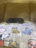 Shadow, a male Yorkshire Terrier for sale in Ball Ground, GA – 4 of 5