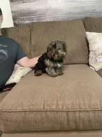 Lil Bear, a male Yorkshire Terrier for sale in Ball Ground, GA – 5 of 5