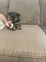 Lil Bear, a male Yorkshire Terrier for sale in Ball Ground, GA – 4 of 5