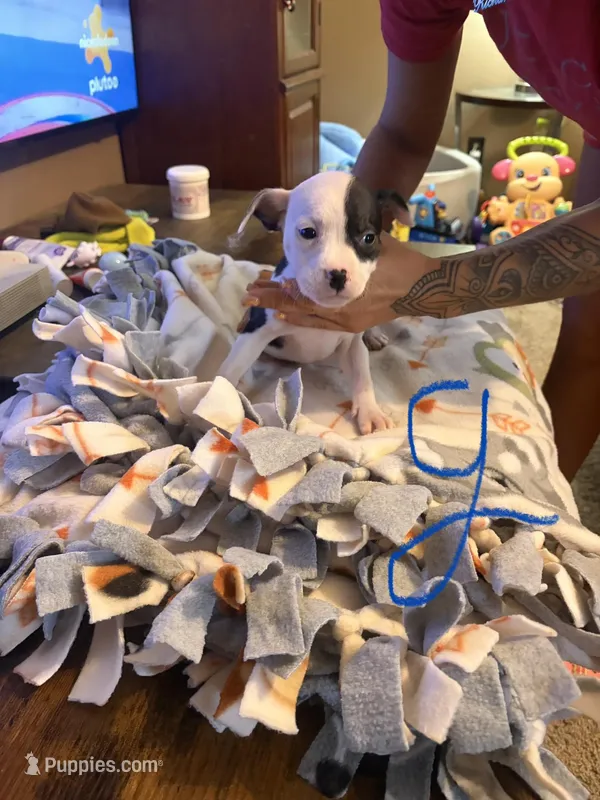 Maddie – American Pit Bull Terrier, Lancashire Heeler puppy for sale in West Lafayette, OH