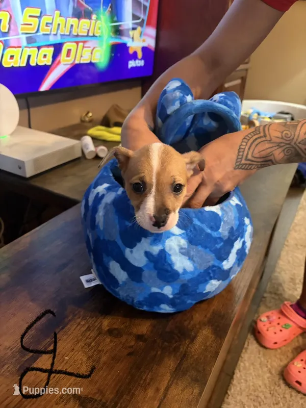 Lady – American Pit Bull Terrier, Lancashire Heeler puppy for sale in West Lafayette, OH