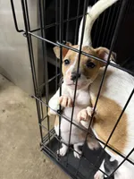 Lady, a female American Pit Bull Terrier and Lancashire Heeler for sale in West Lafayette, OH – Photo 2 of 3