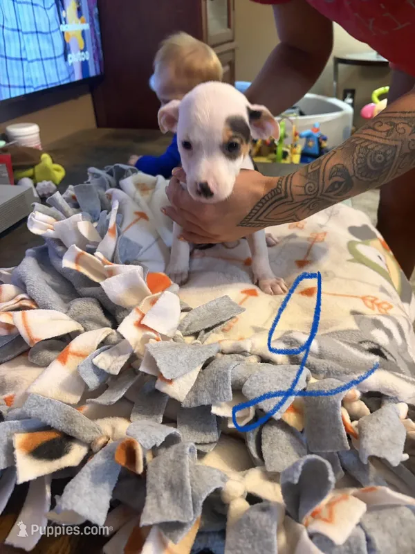 Macy – American Pit Bull Terrier, Lancashire Heeler puppy for sale in West Lafayette, OH