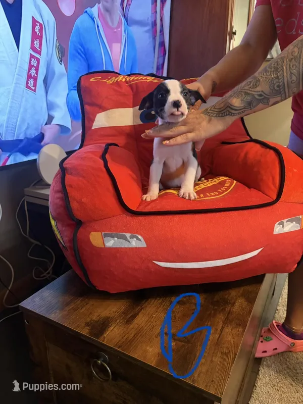 Bruno  – American Pit Bull Terrier, Lancashire Heeler puppy for sale in West Lafayette, OH