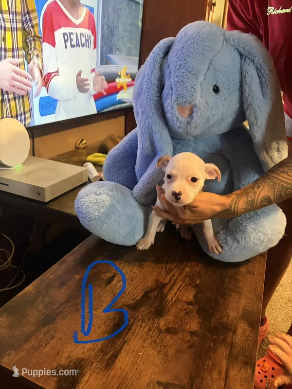 Junior  – American Pit Bull Terrier, Lancashire Heeler puppy for sale in West Lafayette, OH