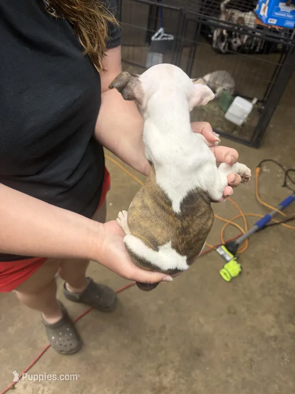 Junior  – American Pit Bull Terrier, Lancashire Heeler puppy for sale in West Lafayette, OH