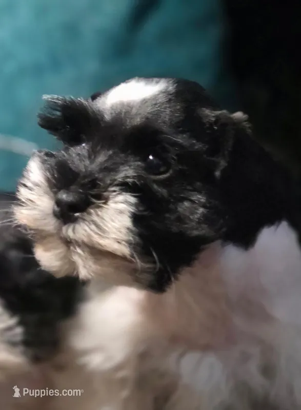 AKC Spotty, a male Miniature Schnauzer for sale in Buford, GA – Photo 1 of 1