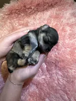 Moon, a female Miniature Schnauzer for sale in Buford, GA – Photo 1 of 2