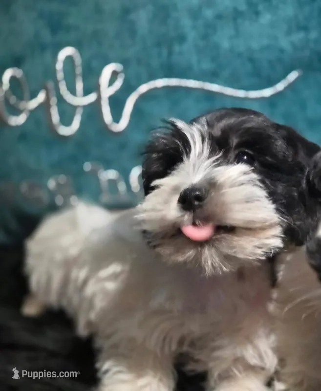 AKC Spot – Miniature Schnauzer puppy for sale in Buford, GA