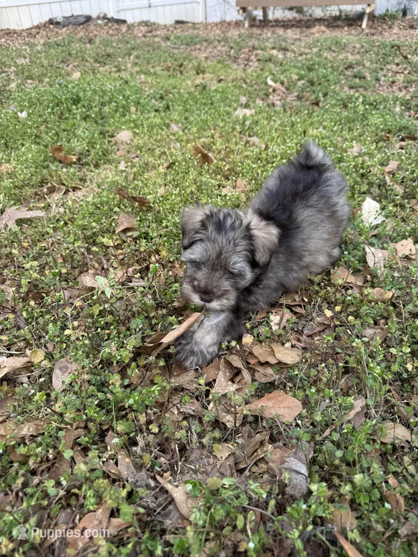 Teddy , a male Miniature Schnauzer for sale in Buford, GA – Photo 1 of 1