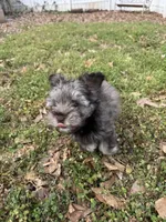 Brownie , a male Miniature Schnauzer for sale in Buford, GA – Photo 1 of 2