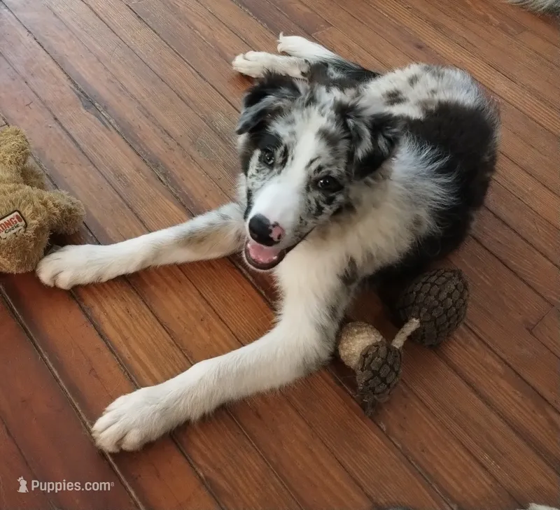 Aengus – Border Collie puppy for sale in Granite Falls, NC