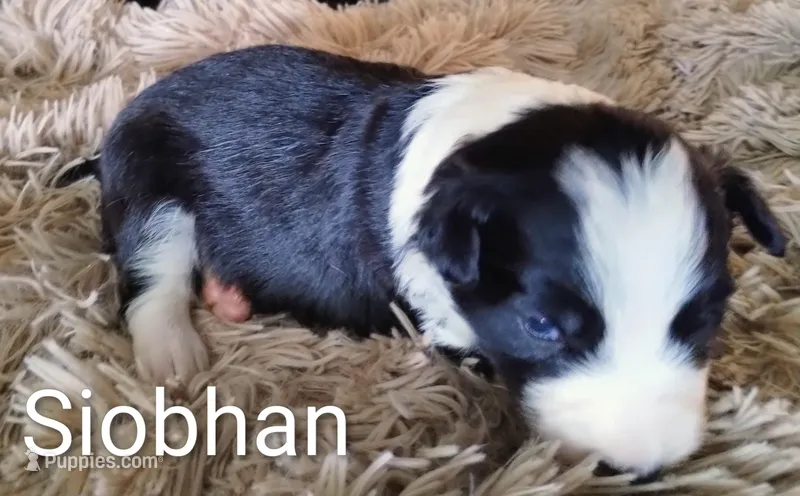 Siobhan – Border Collie puppy for sale in Granite Falls, NC