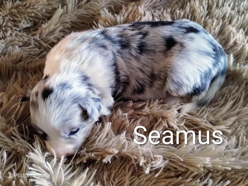 Seamus – Border Collie puppy for sale in Granite Falls, NC