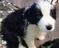 Whiskey, a male Border Collie for sale in Granite Falls, NC – 1 of 5