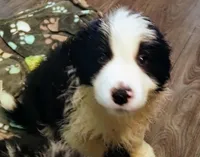 Whiskey, a male Border Collie for sale in Granite Falls, NC – 2 of 5