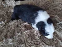 Whiskey, a male Border Collie for sale in Granite Falls, NC – 4 of 5