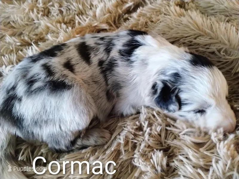 Cormac – Border Collie puppy for sale in Granite Falls, NC