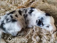 Cormac, a male Border Collie for sale in Granite Falls, NC – 3 of 3