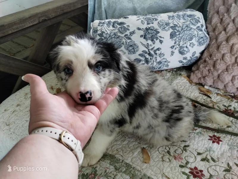 Cormac – Border Collie puppy for sale in Granite Falls, NC