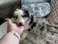 Cormac, a male Border Collie for sale in Granite Falls, NC – 1 of 3