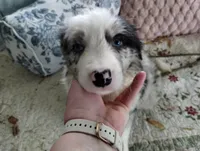 Cormac, a male Border Collie for sale in Granite Falls, NC – 2 of 3