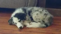 Cormac, a male Border Collie for sale in Granite Falls, NC – 3 of 7