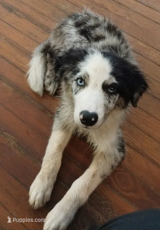 Cormac – Border Collie puppy for sale in Granite Falls, NC