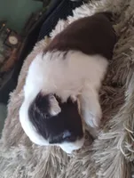 Roone, a male Border Collie for sale in Granite Falls, NC – Photo 2 of 3