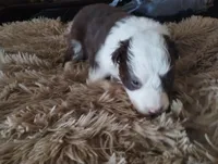 Roone, a male Border Collie for sale in Granite Falls, NC – Photo 3 of 3