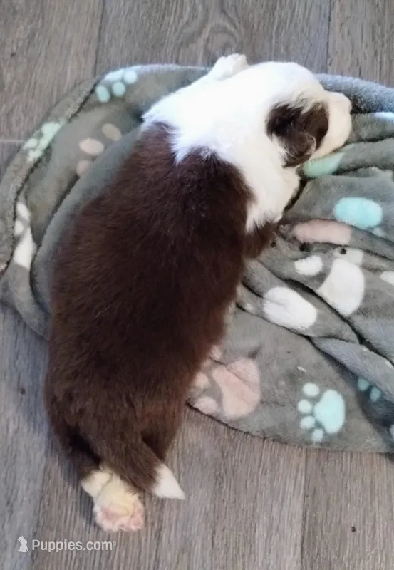 Roone – Border Collie puppy for sale in Granite Falls, NC