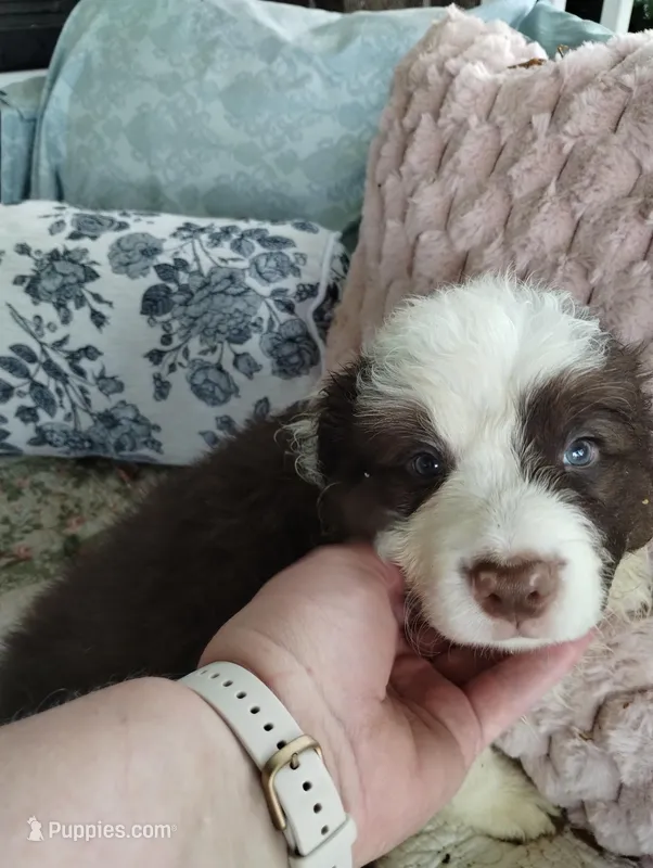 Roone – Border Collie puppy for sale in Granite Falls, NC