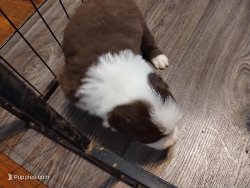 Declan – Border Collie puppy for sale in Granite Falls, NC