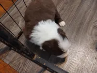 Declan, a male Border Collie for sale in Granite Falls, NC – Photo 1 of 2