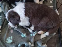 Declan, a male Border Collie for sale in Granite Falls, NC – Photo 2 of 2