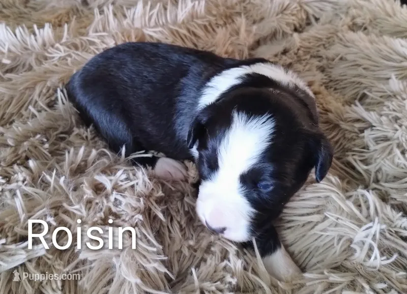 Roisin – Border Collie puppy for sale in Granite Falls, NC