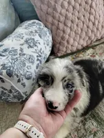 Aengus, a male Border Collie for sale in Granite Falls, NC – 4 of 4