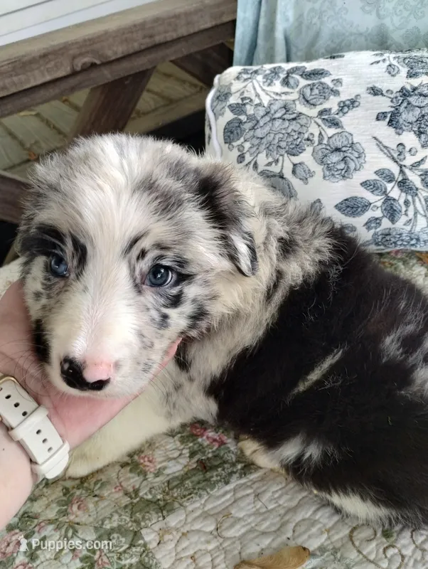 Aengus – Border Collie puppy for sale in Granite Falls, NC