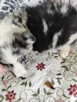Aengus, a male Border Collie for sale in Granite Falls, NC – 3 of 4