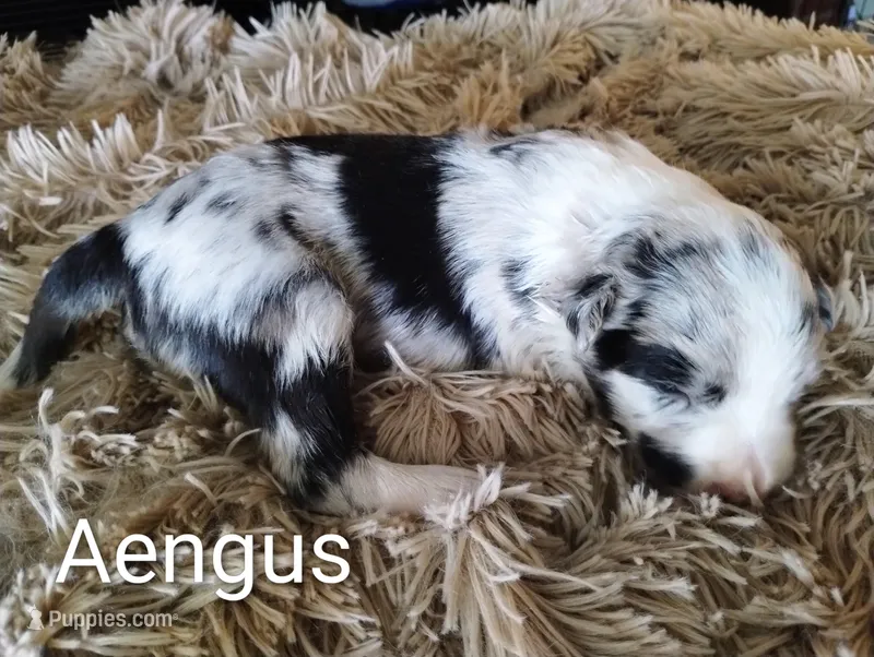 Aengus – Border Collie puppy for sale in Granite Falls, NC
