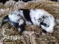 Aengus, a male Border Collie for sale in Granite Falls, NC – 2 of 4