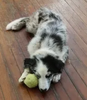 Cormac, a male Border Collie for sale in Granite Falls, NC – 2 of 7