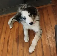 Cormac, a male Border Collie for sale in Granite Falls, NC – 4 of 7